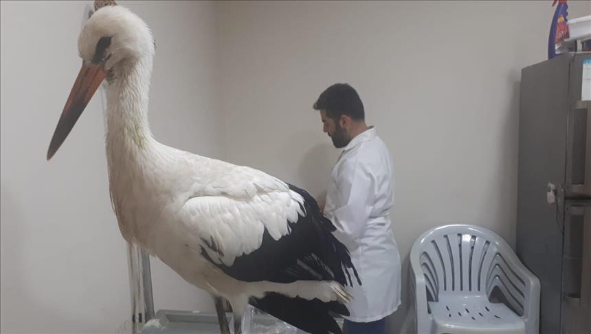 Mehmetçik'in Afrin'de bulduğu hasta leylek tedavi edilecek 