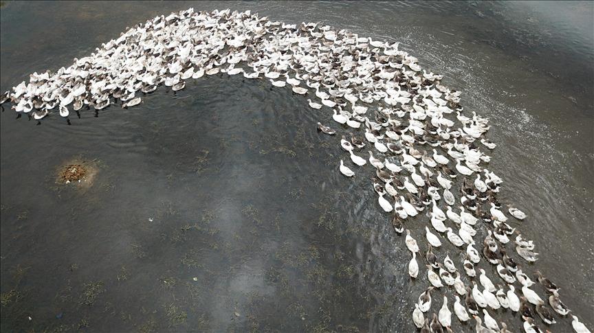 Kars kazı Çıldır Gölü'nün serin sularında
