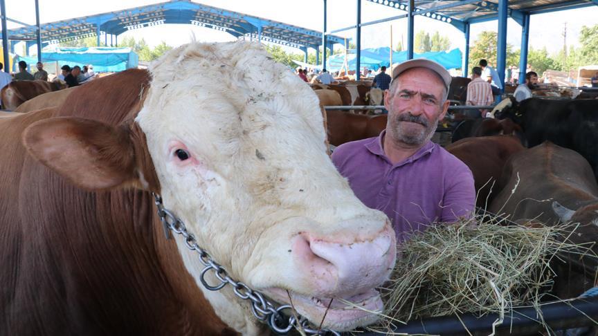 1,3 tonluk boğa 'Paşa' sahibini bekliyor