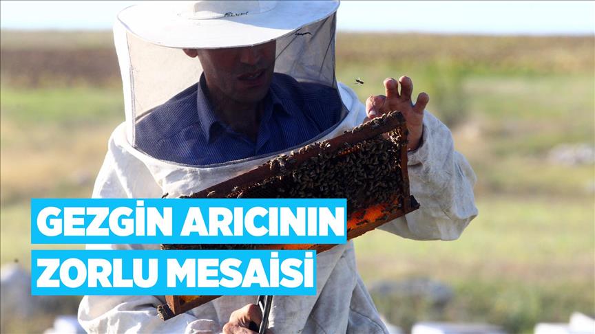 Gezgin arıcının zorlu mesaisi