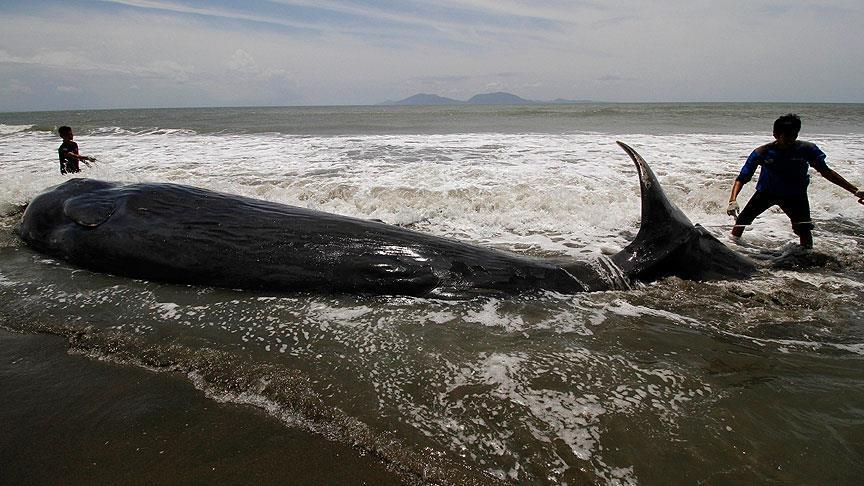 Island: Ribolovci ubili trudnu ženku kita, uslijedile žestoke rasprave