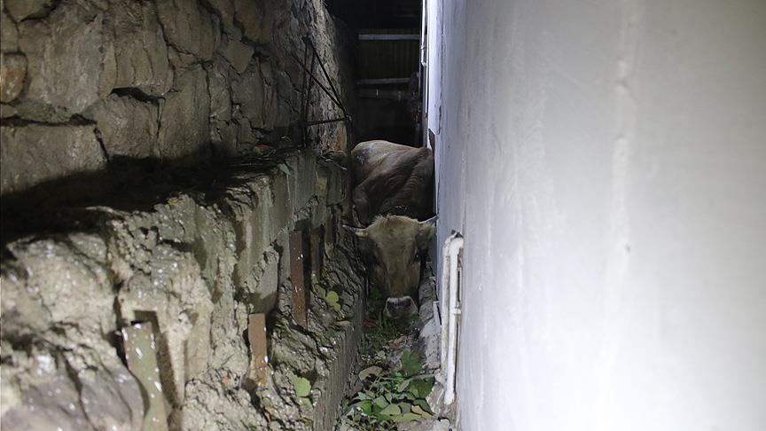 Kocaeli'de kaçan kurbanlık iki duvar arasına sıkıştı