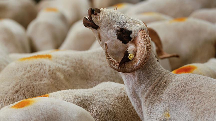 Turkey's 34,000 sheep donation adds joy to Ethiopia Eid