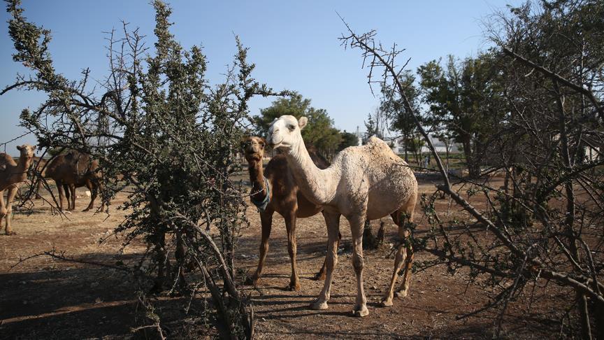 Camel traders in Iraq's Erbil do brisk business for Eid