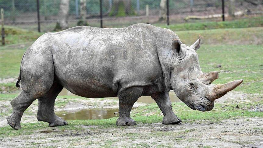 Turkish Cargo flies 5 white rhinos to China