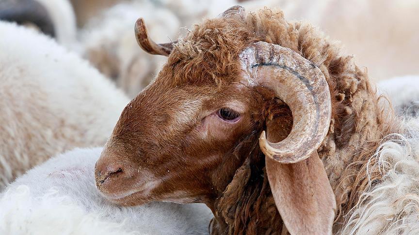 الجزائر.. جمع 900 ألف من جلود أضاحي العيد في إطار حملة حكومية