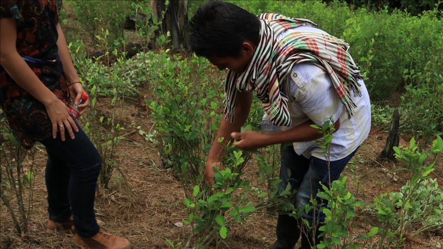 En Bolivia se incrementaron los cultivos de coca en un 6% en el 2017