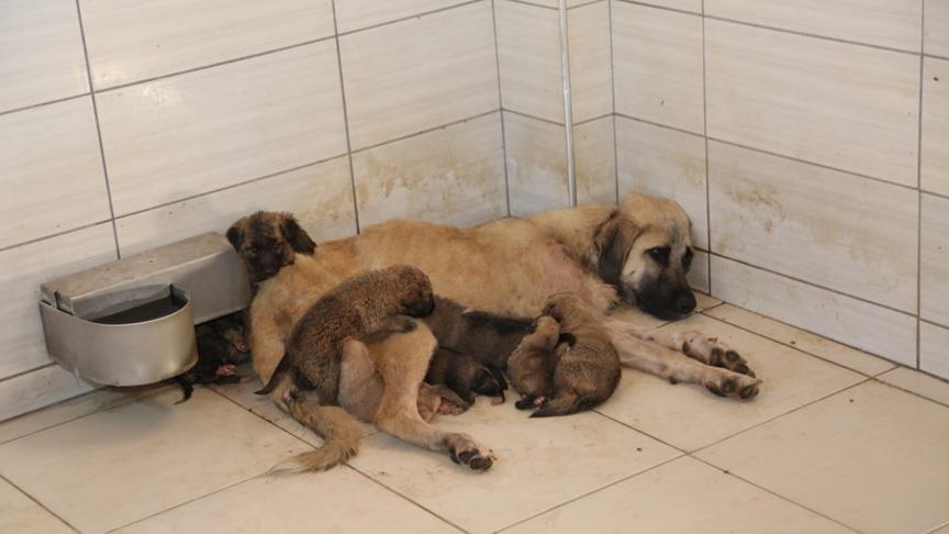 Sokağa terk edilen 4 yavru köpeğe başka bir köpek "annelik" yaptı