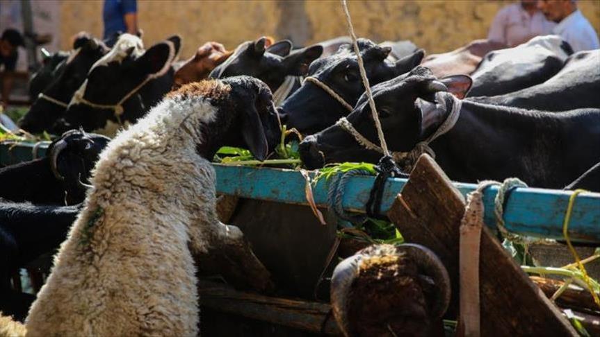 "فواكه اللحوم".. جنة الباحثين عن متعة عيد الأضحى بمصر (تقرير)