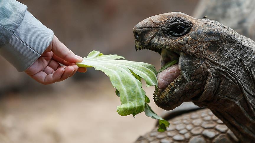 Островот Чангу: Колонија на џиновски желки