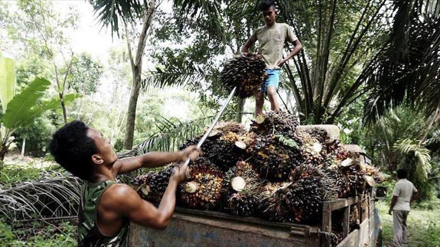 Ekspor CPO Indonesia tertinggi akibat perang dagang India-AS