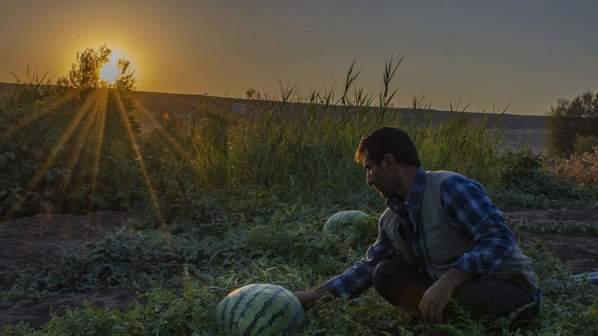 Şampiyon adayı karpuzlar için nöbetteler