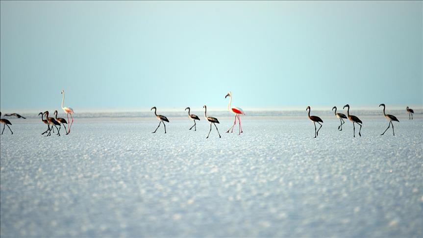 Tuz Gölü'ndeki yavru flamingolar yaşama erken veda ediyor 