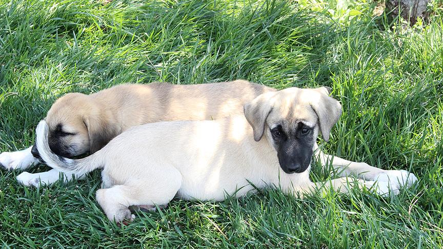 Ayağı ve patisi kesilmiş iki köpek yavrusu bulundu