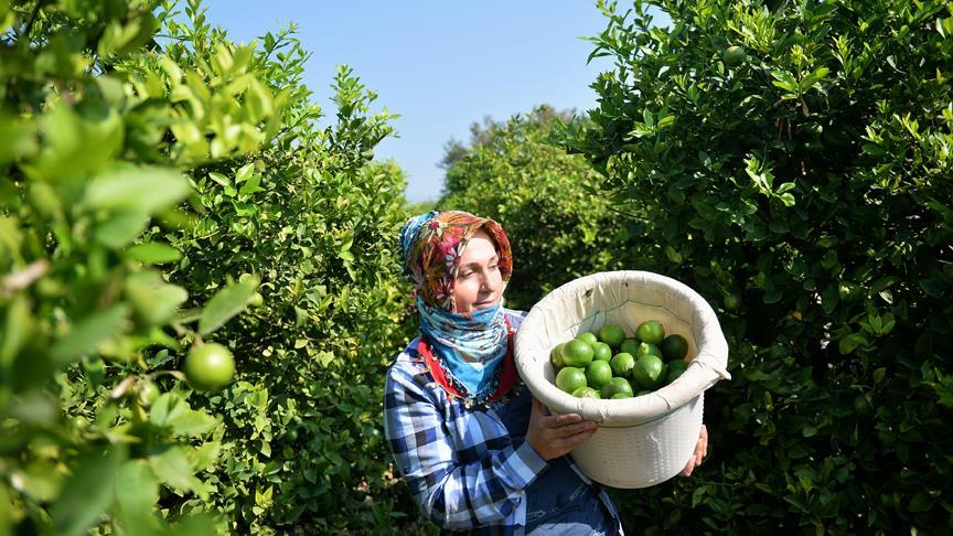 Limon hasadında yük kadınlarda