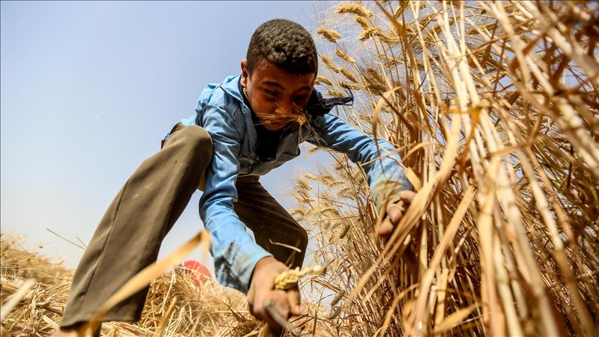 Apoyo político es crucial para la agricultura en África