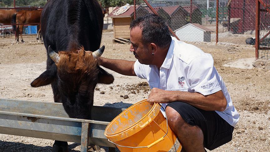 Haluk Levent dana 'Ferdinand'ı ziyaret etti
