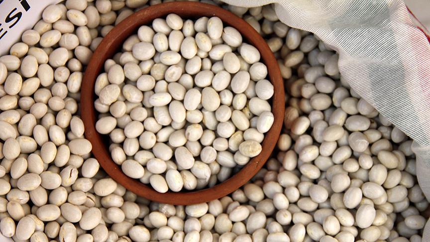 Tescilli Akkuş fasulyesinde rekolte artışı bekleniyor