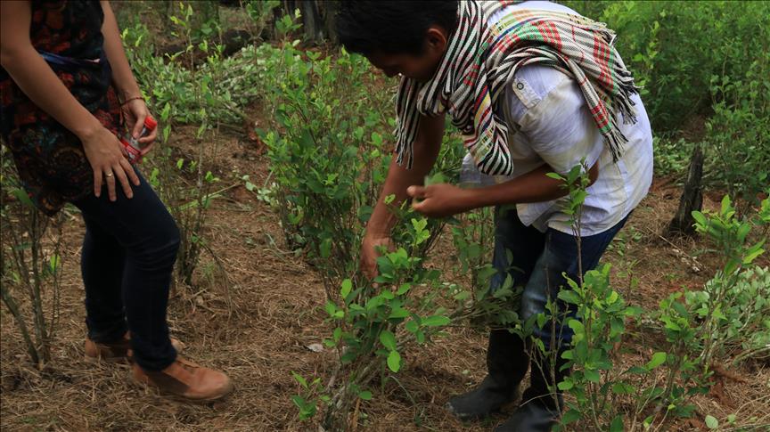Política antidrogas en Colombia: ¿'mano dura' o descriminalización?