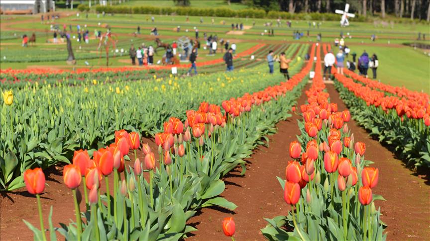 Festival tulipana u Australiji tradicionalno najavio dolazak proljeća