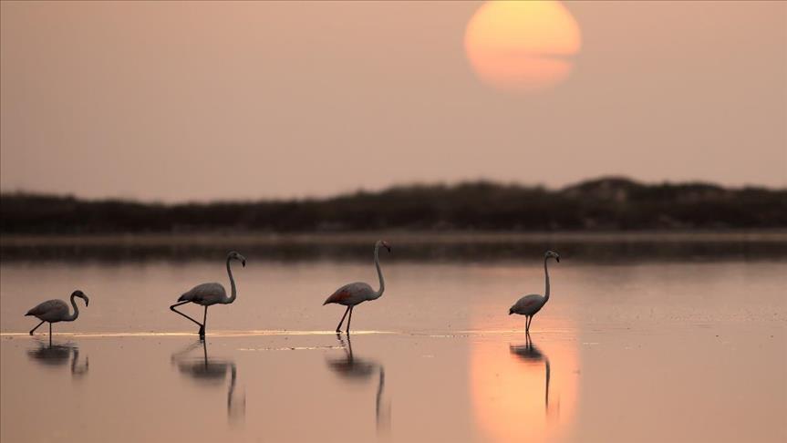 Les plages tunisiennes, animées par la danse des flamants roses