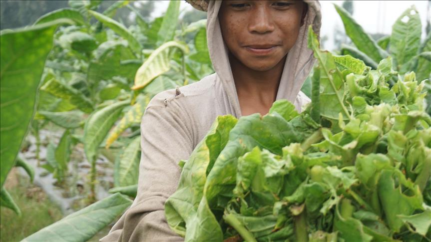 Kesejahteraan petani dari industri tembakau hanya mitos