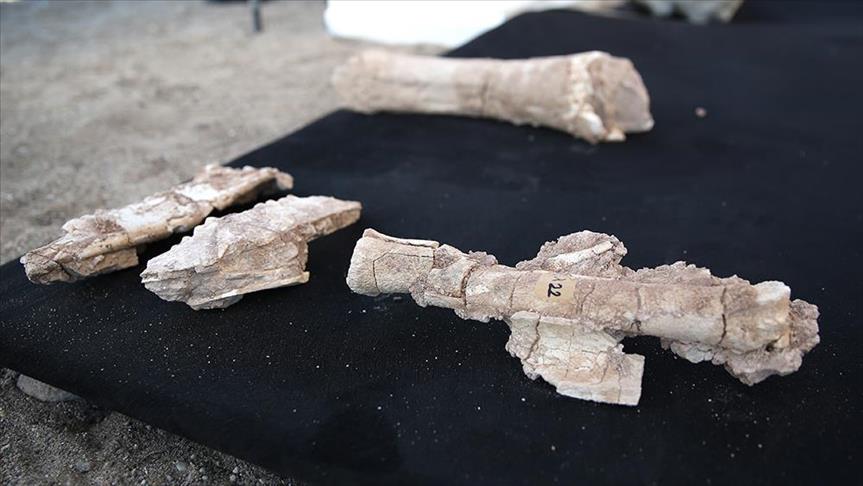 7.5 million-year-old bovidae fossils found in Turkey