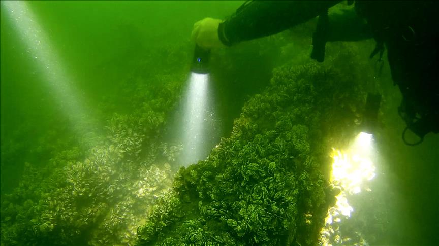 Japon mühendis 'asrın felaketi'nin izlerini su altında aradı