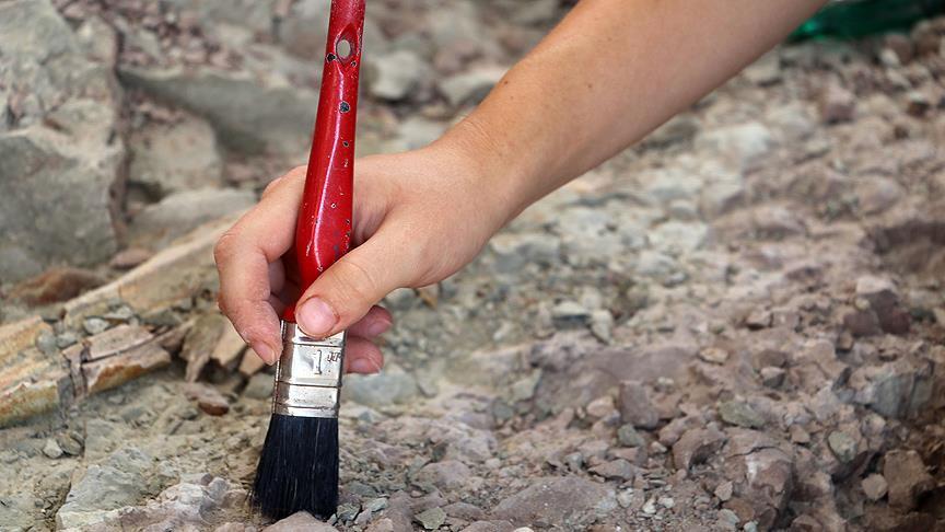 Fat from ancient fossil reveals earliest-known animal