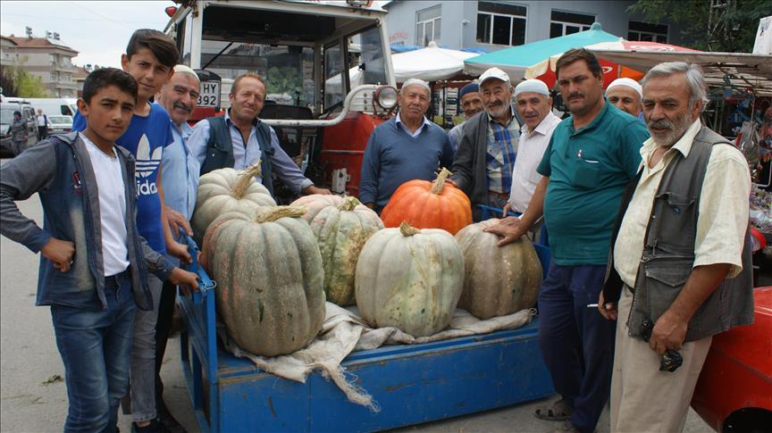 مزارع تركي يعرض للبيع ثمرة قرع تزن 57 كيلوغرام