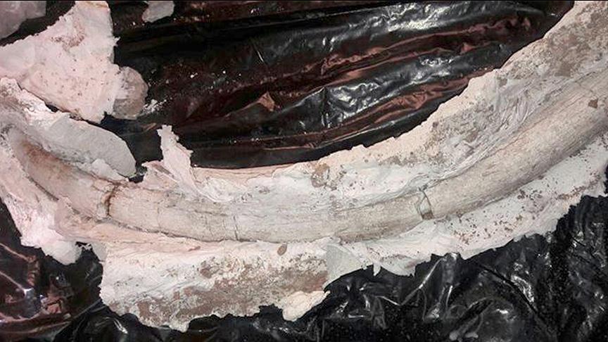 20-mn-year-old fossilized mastodon teeth found in Iran