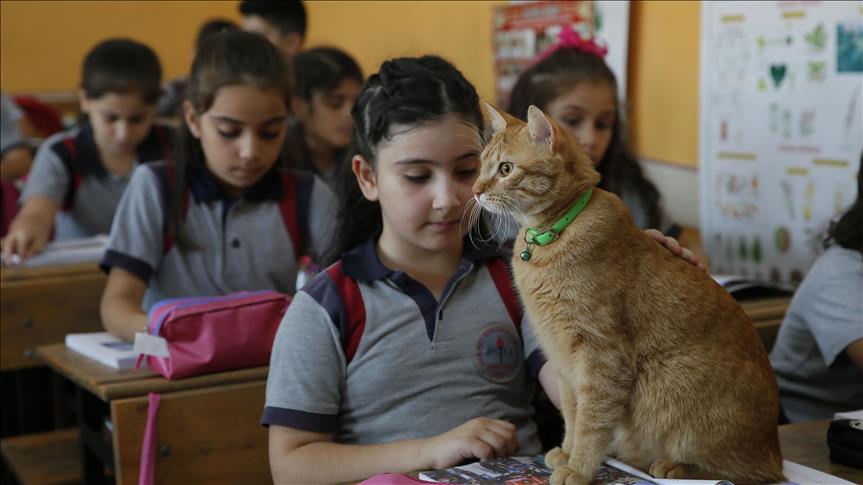 Turska: Mačka Tombi nakon ljetnog raspusta, vratila se u školske klupe