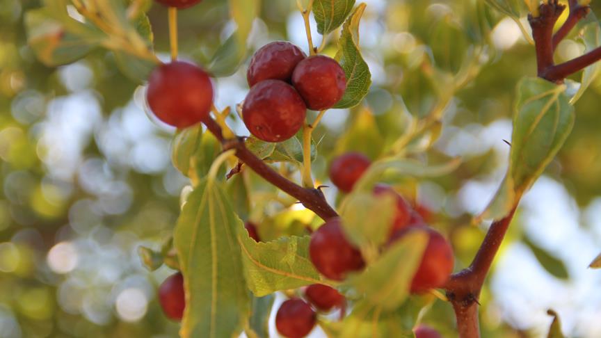 'Ölümsüzlük meyvesi' hünnapta hasat dönemi