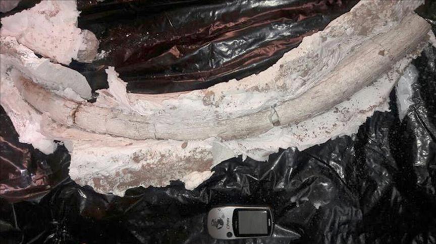 Encuentran dientes de mastodonte de 20 millones de años en Irán