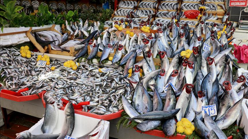 Palamut bolluğu hem balıkçıları hem vatandaşı sevindiriyor