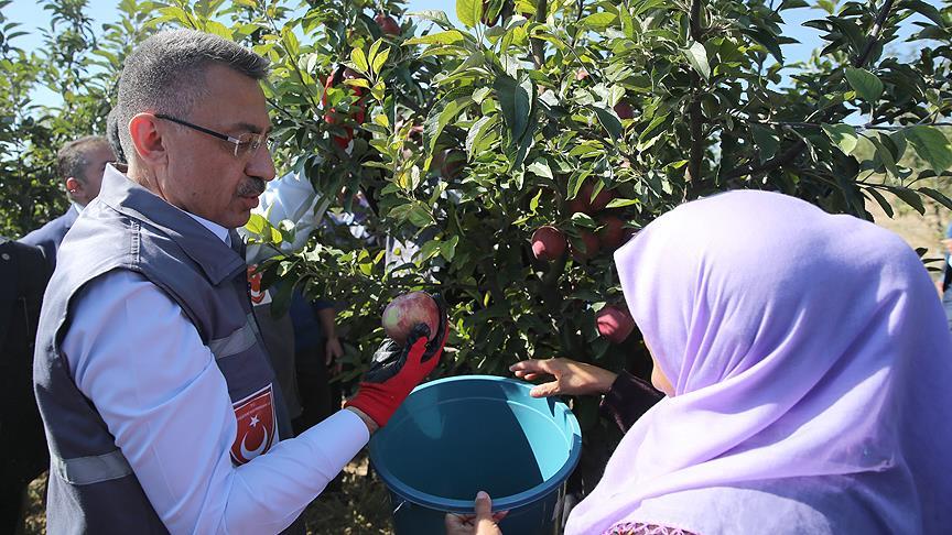 Cumhurbaşkanı Vekili Fuat Oktay elma hasadına katıldı