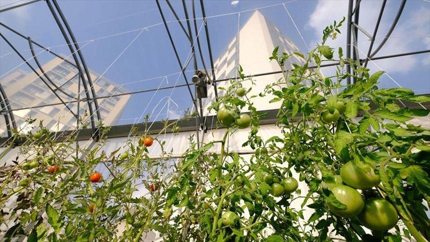 حدائق على أسطح مبان في باريس