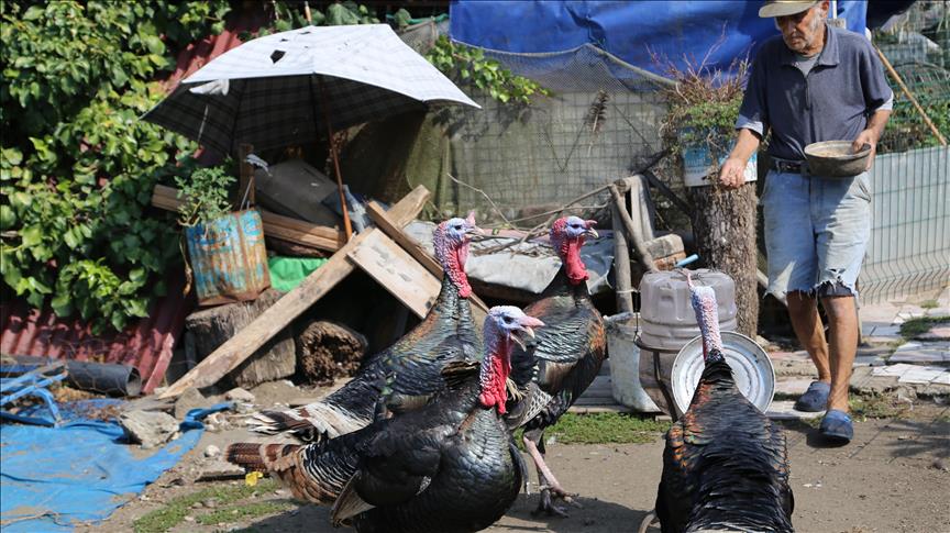 Fahrettin dede hayata hayvanlarıyla tutundu 
