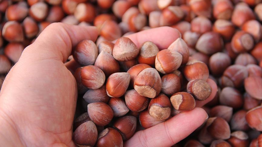 Turkey exports over 25,000 tons hazelnut in September