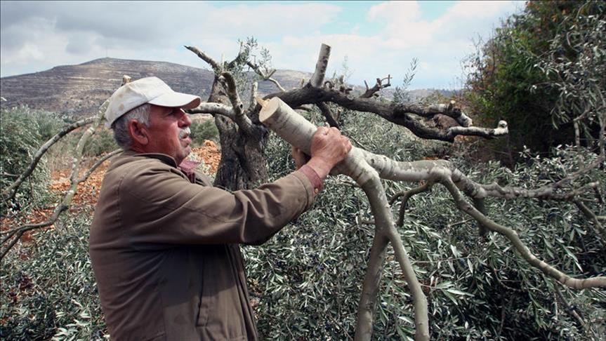 Поселенцы вырубили оливковые деревья палестинца