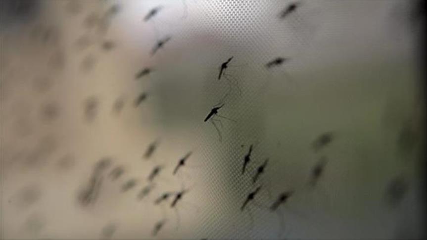 Лихорадка денге в Таиланде унесла жизни 80 человек 