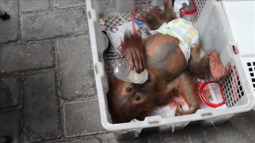 Indonesia: Baby orangutan born at Safari Lagoi Bintan