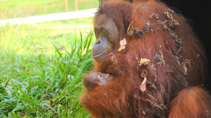 Bayi orangutan lahir di Taman Safari Lagoi Bintan