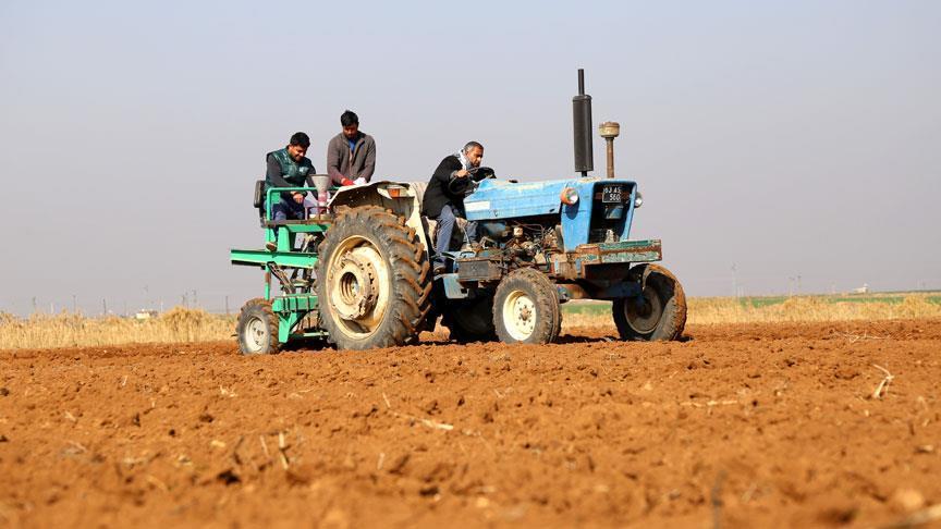В Сирии производство пшеницы упало до 30-летнего минимума 