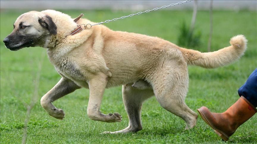 İtalya'nın Toskana Meclis Üyesi Salvini: Kangallar sürüleri en iyi koruyacak bekçi köpekleri