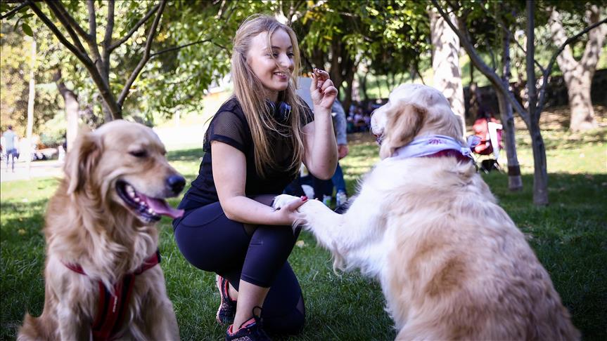 Evcil hayvanlar 'PetSurfer' ile güvenli ellerde