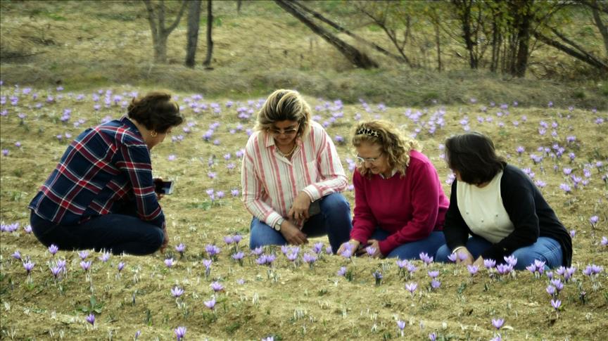 'Mucize bitki' üreticisinin yüzünü güldürdü