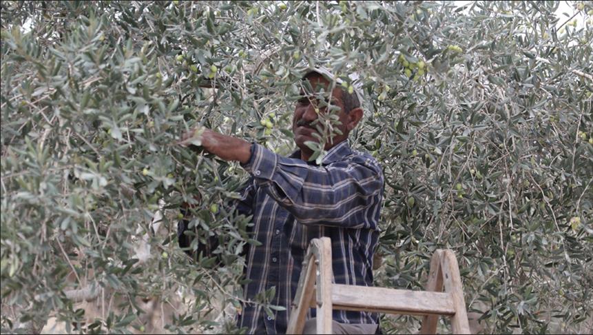 في الضفة الغربية.. موسم جني الزيتون واعتداءات المستوطنين (تقرير)