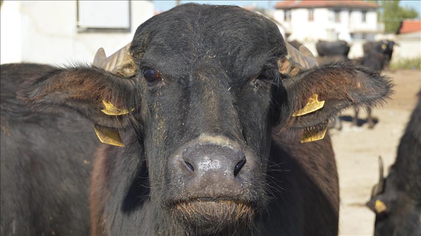 Yerli Irk Mandada Et Ve Sut Uretimi Artirildi