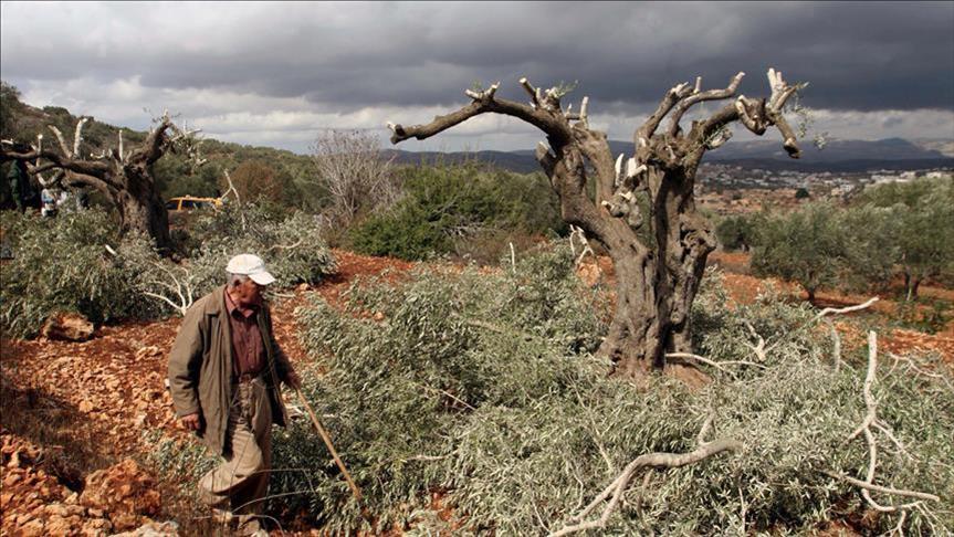 مستوطنون يقطعون 90 شجرة زيتون شمالي رام الله